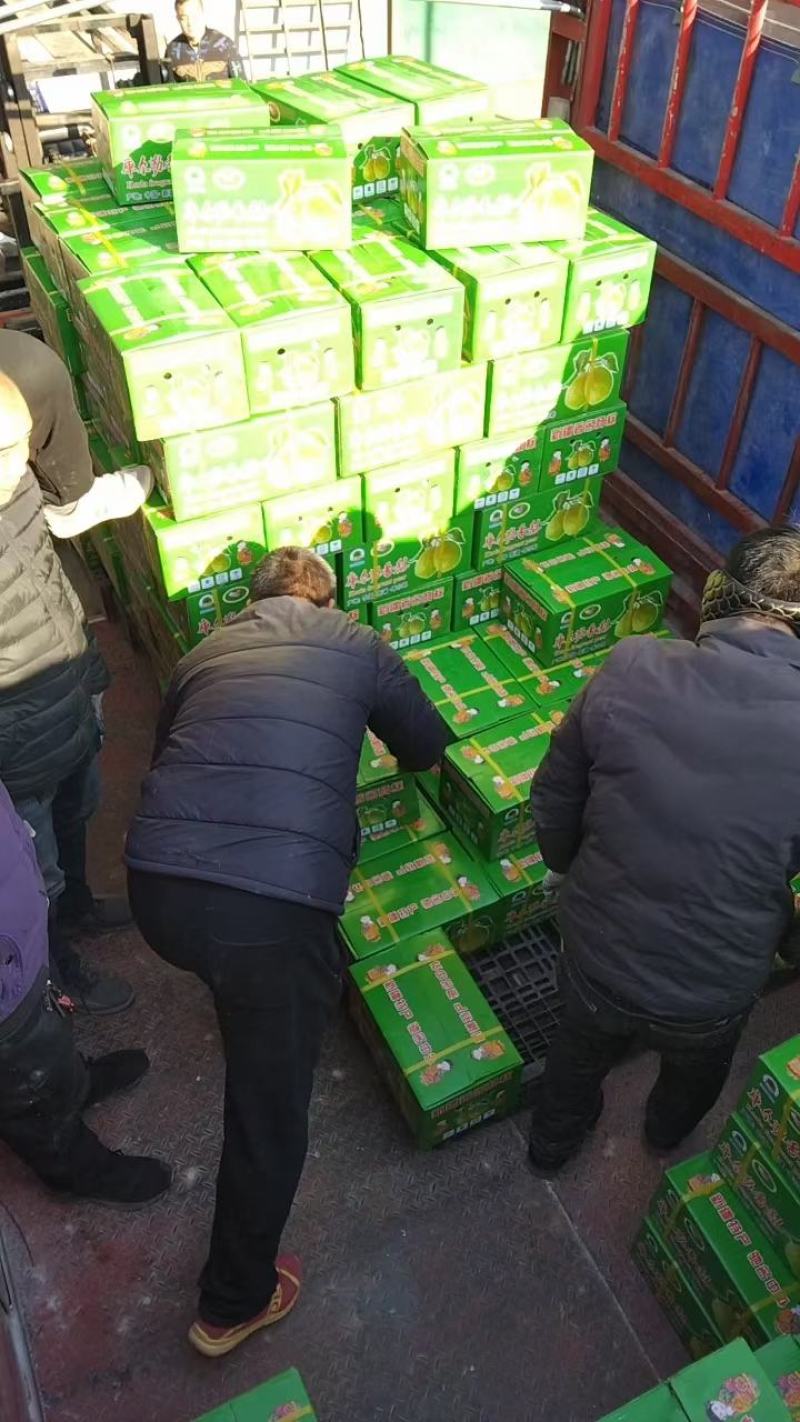 河北省石家庄市晋州市大量冷库库尔勒香梨出售中欢迎订货
