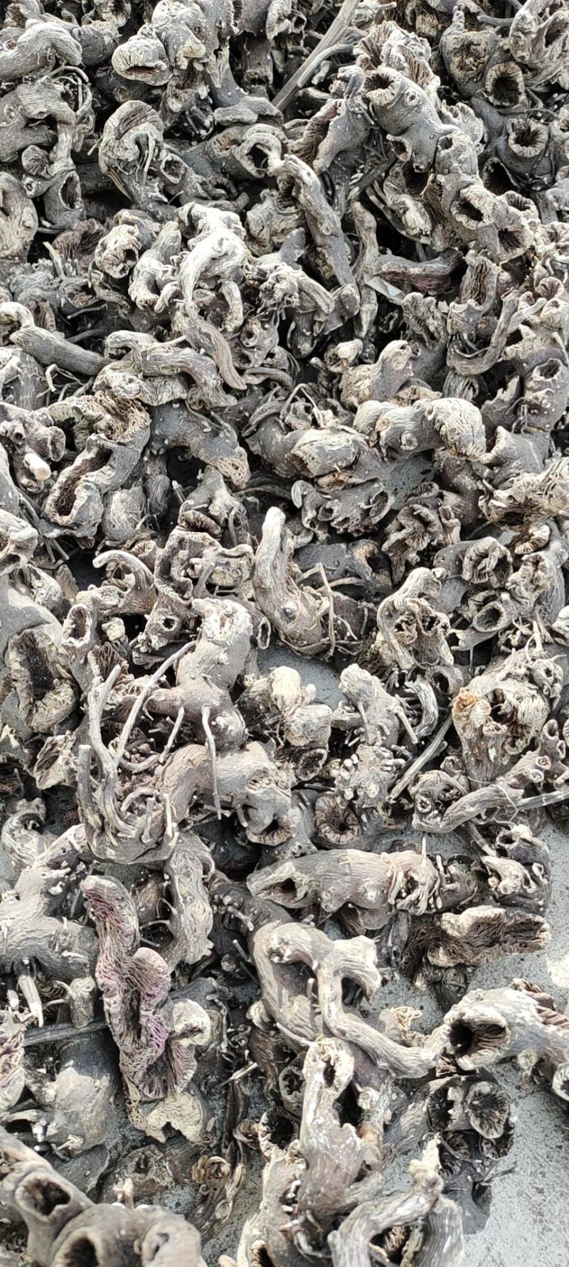 北升麻，升麻，东北正品升麻，无硫净货，支持批发零售，量大
