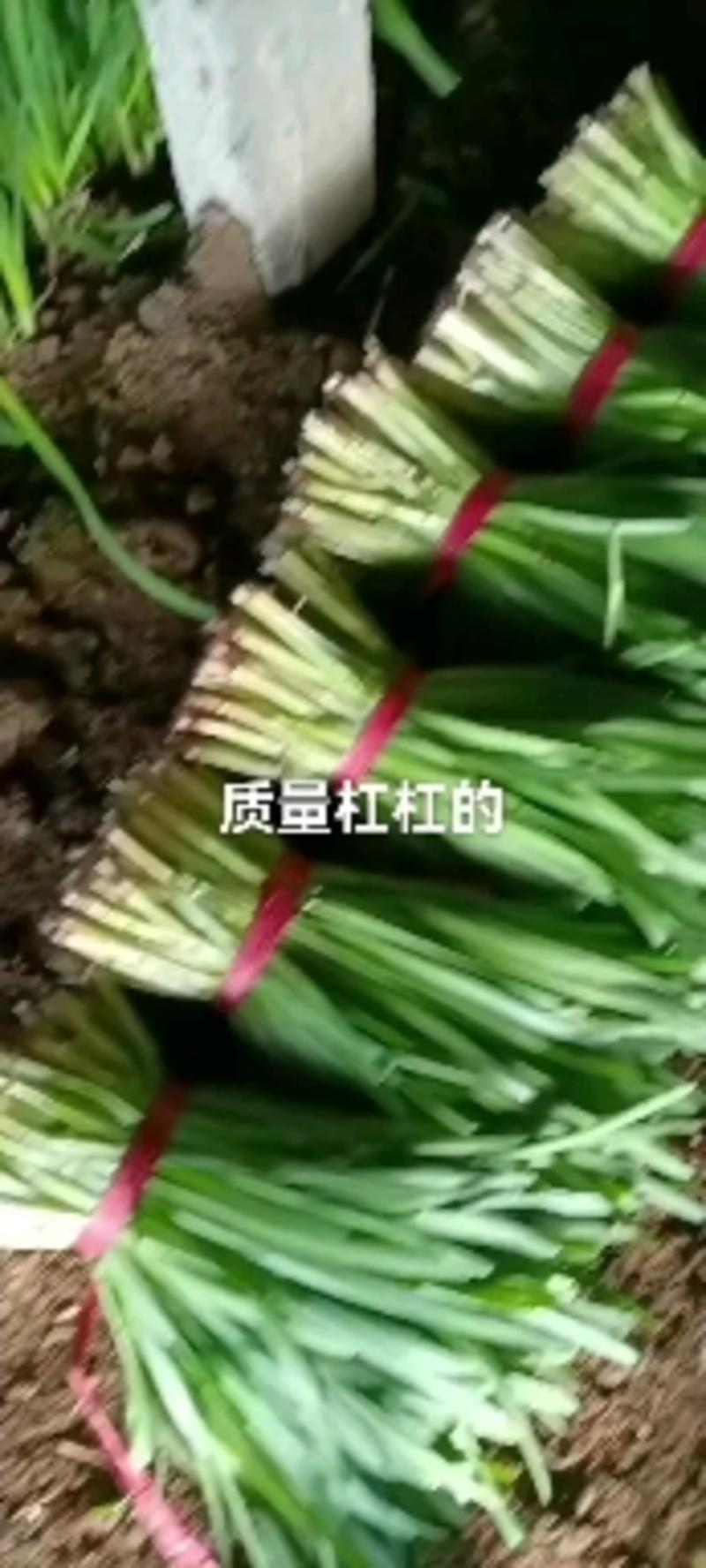 大叶韭菜头茬辽宁省锦州凌海市建业乡韭菜产地价格便宜