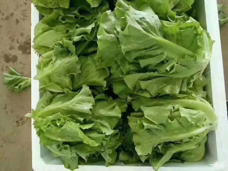 精品意大利质量保证产地直发需要的老板前来选购