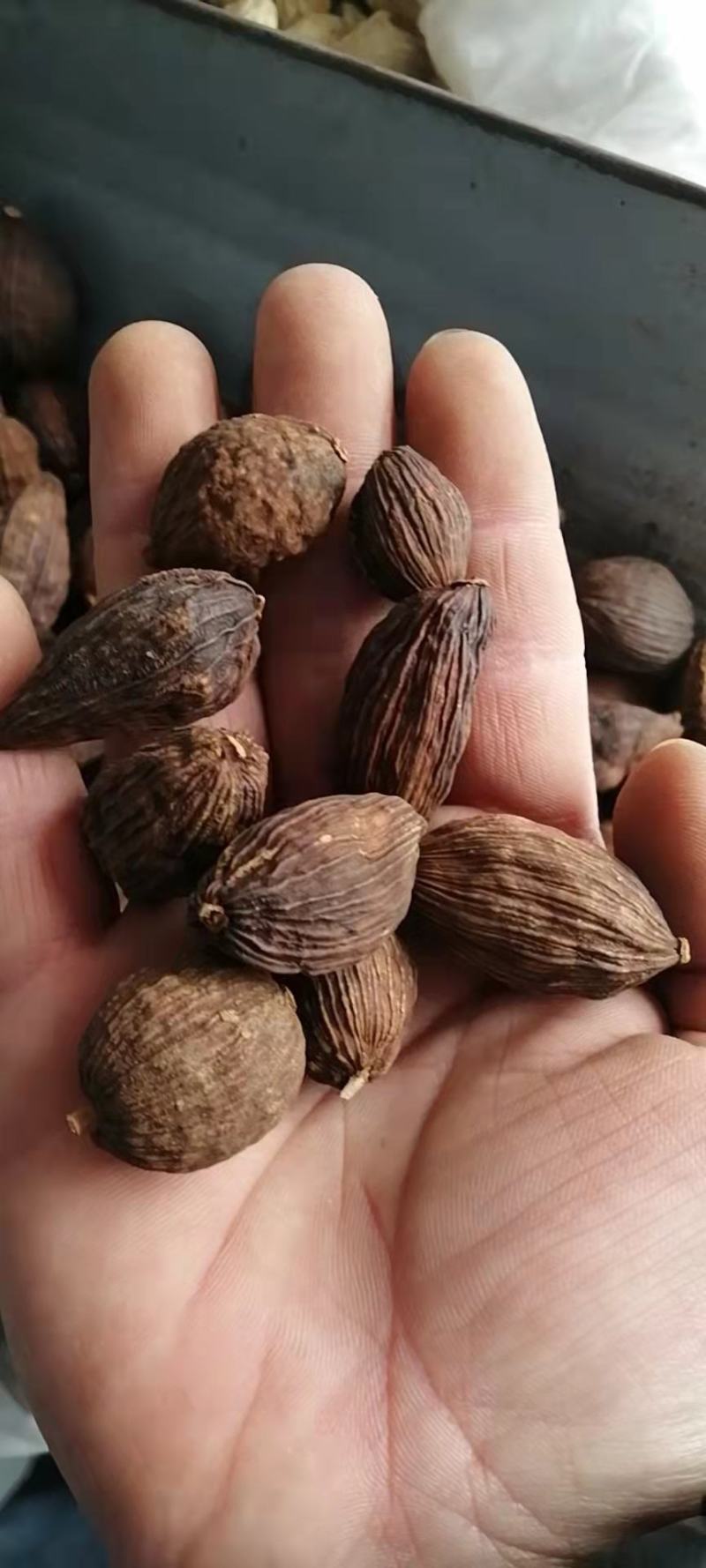 草果云南草果炖肉料烧烤料纯干调料