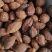 草果云南草果炖肉料烧烤料纯干调料
