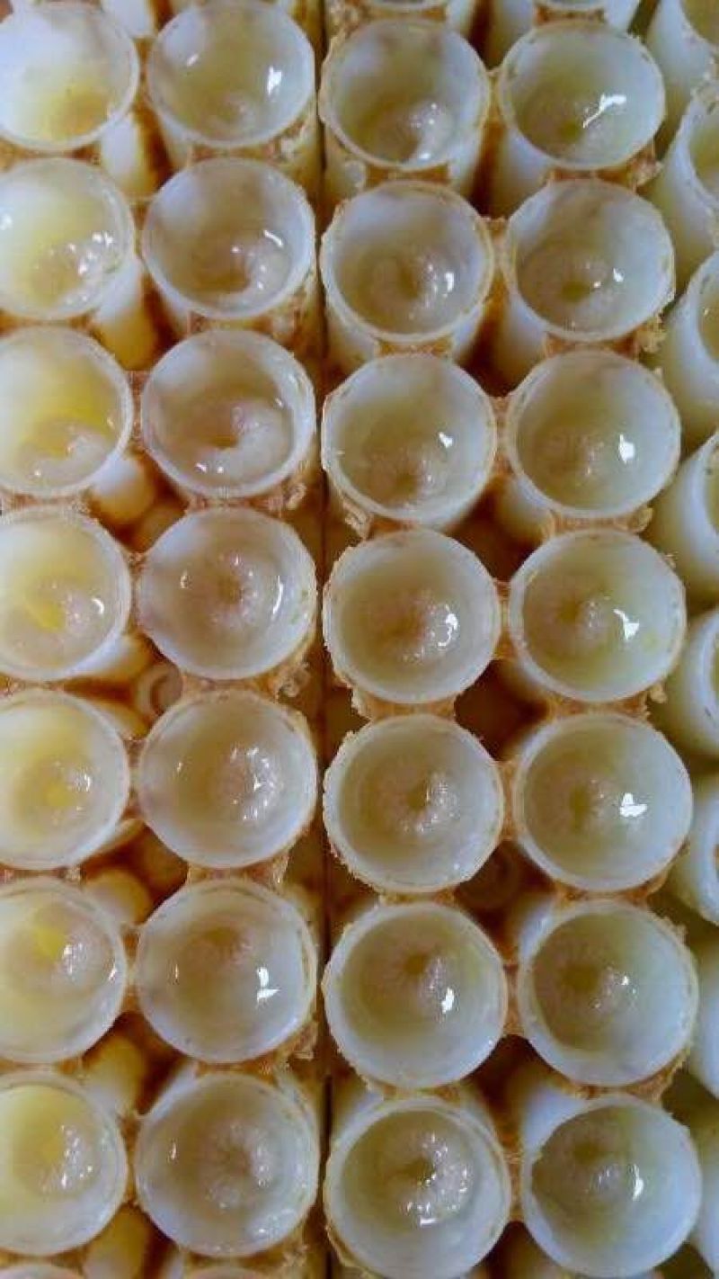 精品蜂王浆，自产自销活性油菜浆，品质保证，欢迎选购