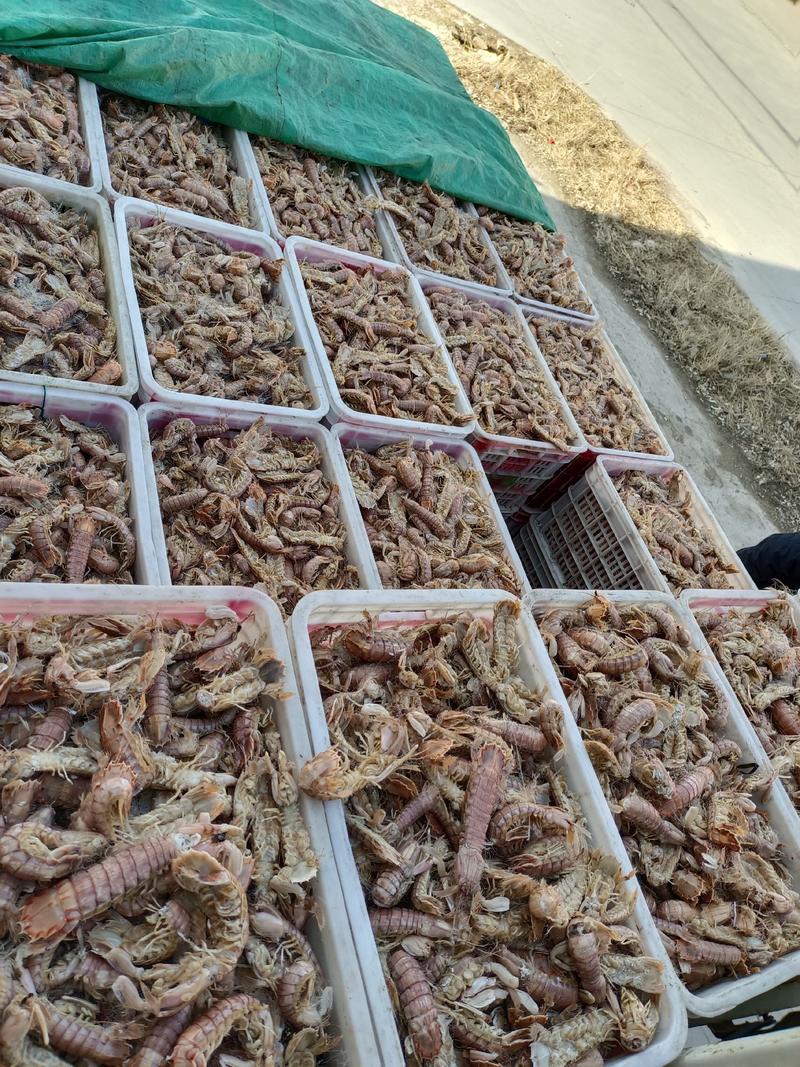 皮皮虾爬虾琵琶虾，渔船新货，不咸好吃，一手货源欢迎咨询