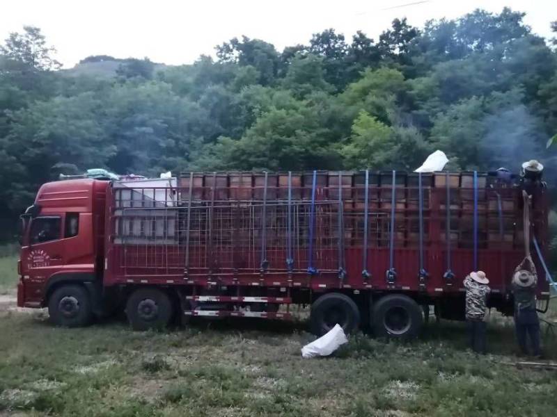 精品蜂王浆，自产自销活性油菜浆，品质保证，欢迎选购