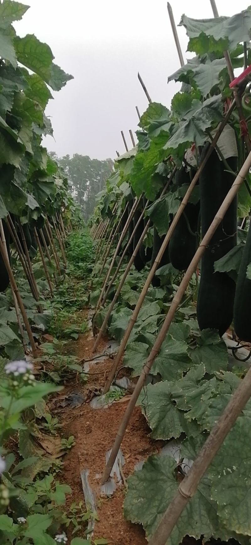海南昌江优质辣椒产地供应链黑皮冬瓜