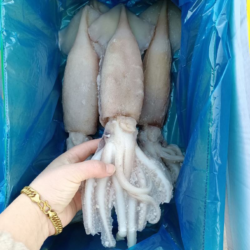 单冻鱿鱼无冰衣4条装整箱起批全国冷链物流发货