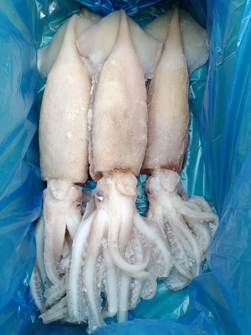 单冻鱿鱼无冰衣4条装整箱起批全国冷链物流发货