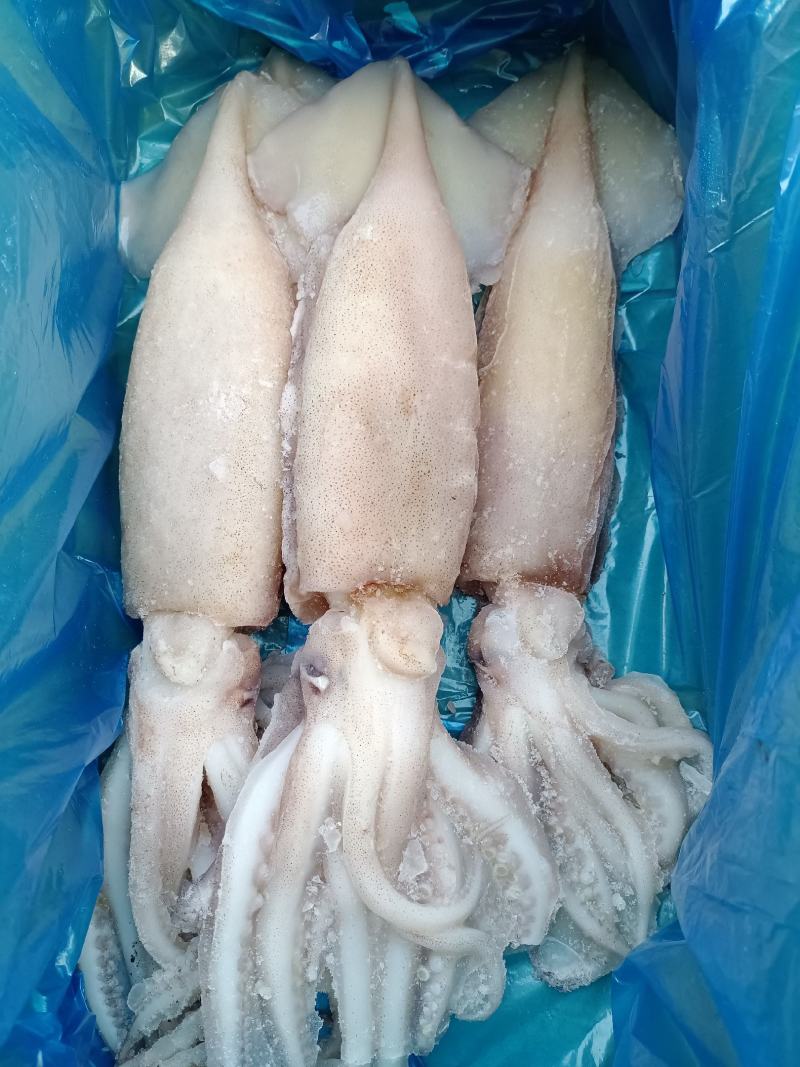 单冻鱿鱼无冰衣4条装整箱起批全国冷链物流发货