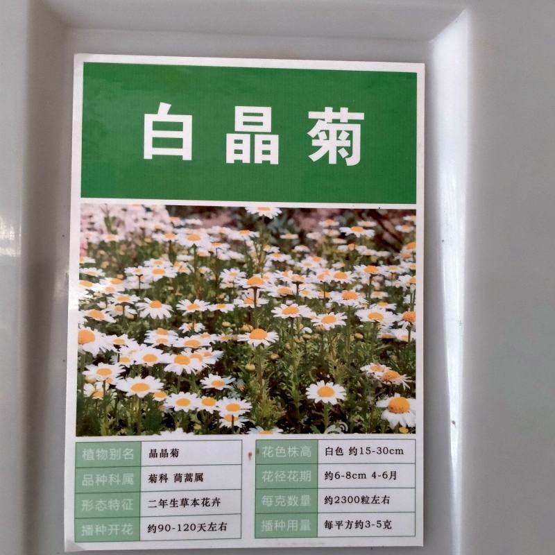 大滨菊花种子四季开花易活花种籽子庭院室外花籽阳台盆栽耐寒