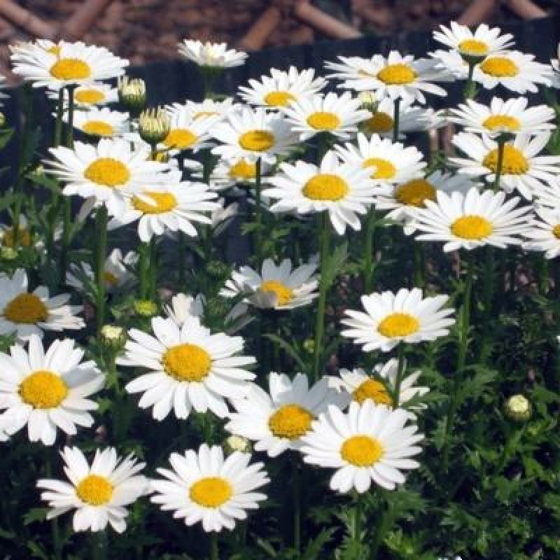 大滨菊花种子四季开花易活花种籽子庭院室外花籽阳台盆栽耐寒