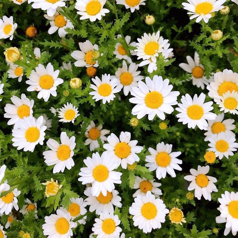 大滨菊花种子四季开花易活花种籽子庭院室外花籽阳台盆栽耐寒