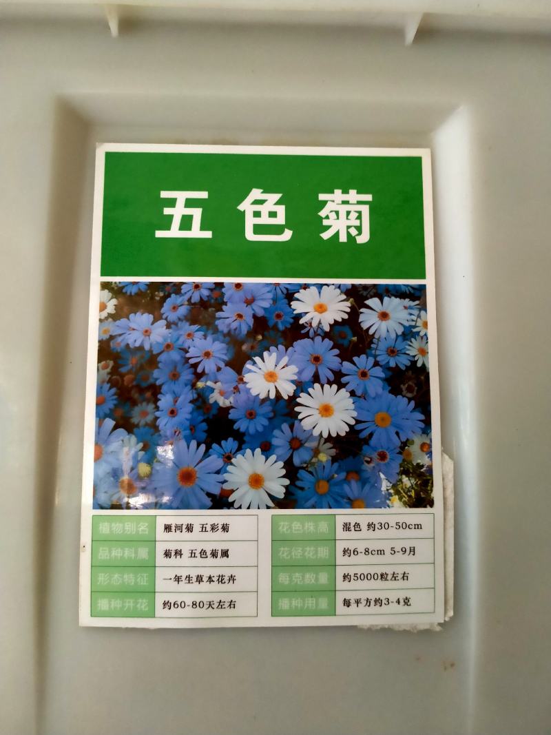 大滨菊花种子四季开花易活花种籽子庭院室外花籽阳台盆栽耐寒
