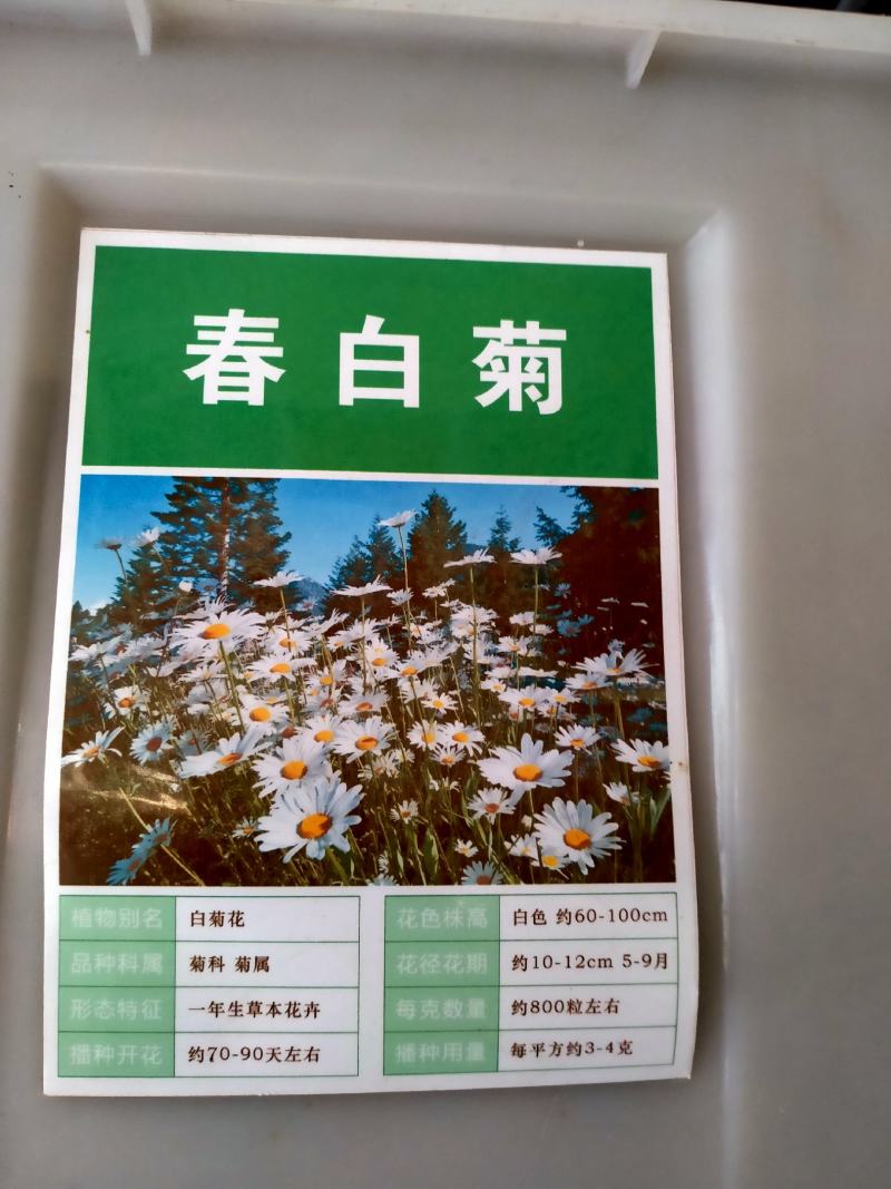 大滨菊花种子四季开花易活花种籽子庭院室外花籽阳台盆栽耐寒