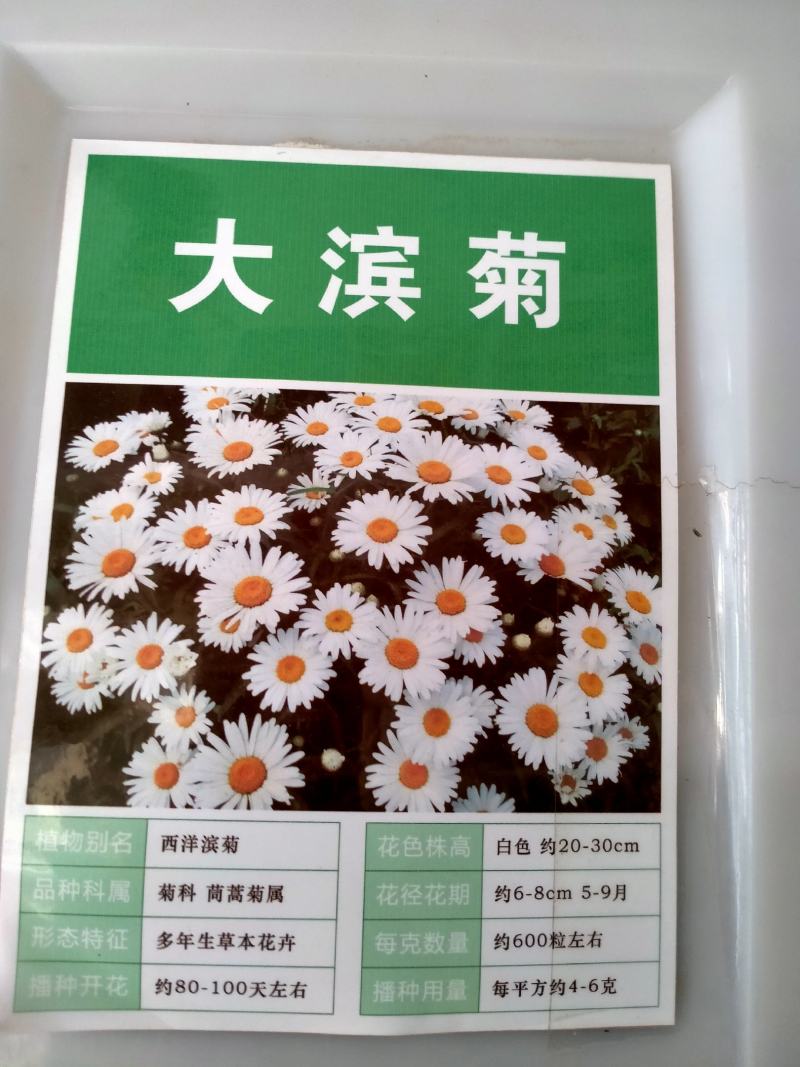 大滨菊花种子四季开花易活花种籽子庭院室外花籽阳台盆栽耐寒