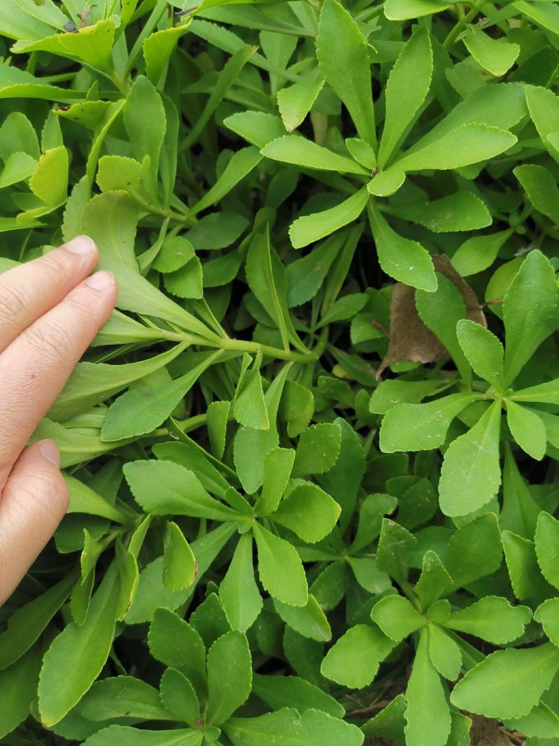 救心菜种苗费菜高钙菜当年种植当年收益四季耐寒抗热
