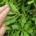 救心菜种苗费菜高钙菜当年种植当年收益四季耐寒抗热