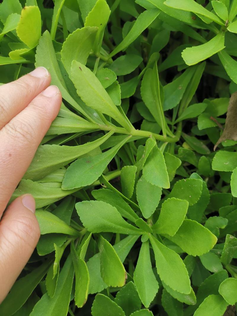 救心菜种苗费菜高钙菜当年种植当年收益四季耐寒抗热