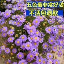 五色菊种子，室内外盆栽庭院花坛四季播易活多年生小野花花卉