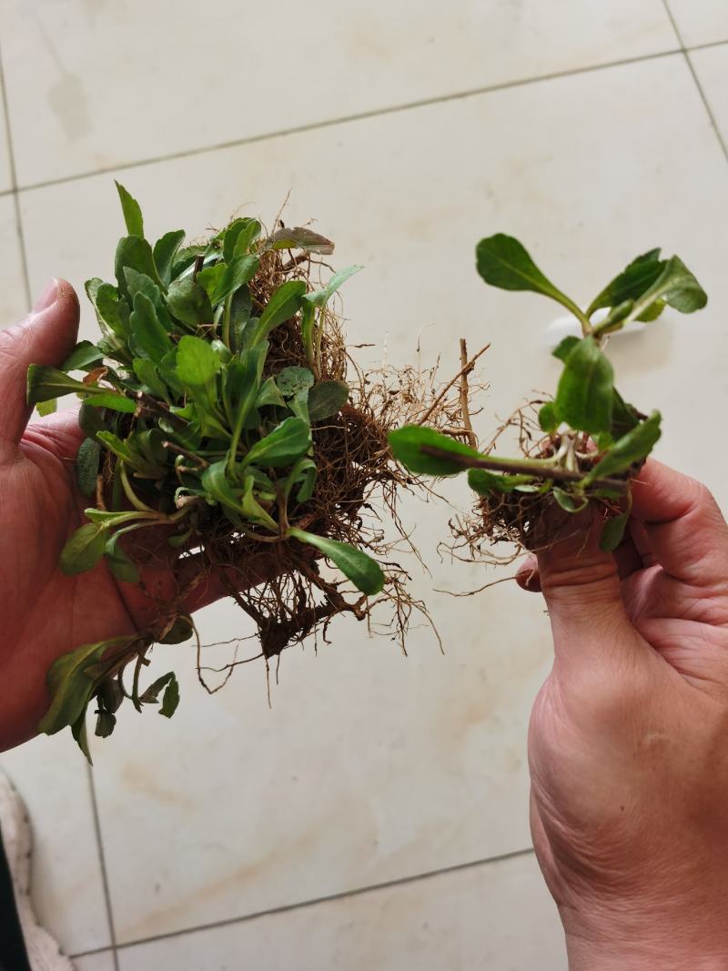 马兰头种苗盆栽多年生鸡儿肠供应野菜鸡儿肠田边菊紫菊螃蜞头