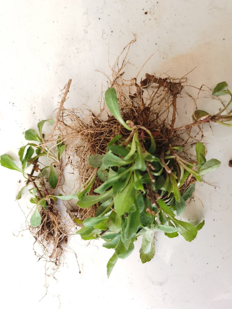 马兰头种苗盆栽多年生鸡儿肠供应野菜鸡儿肠田边菊紫菊螃蜞头