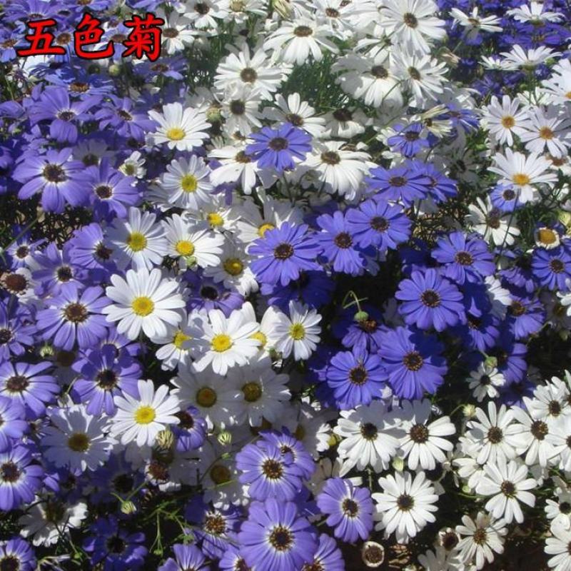 五色菊种子，室内外盆栽庭院花坛四季播易活多年生小野花花卉