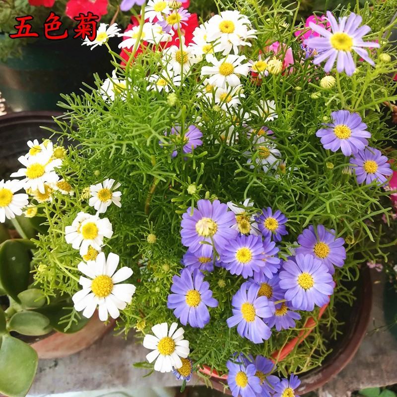 五色菊种子，室内外盆栽庭院花坛四季播易活多年生小野花花卉