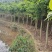 小叶榕（5至8有量、价格不贵）