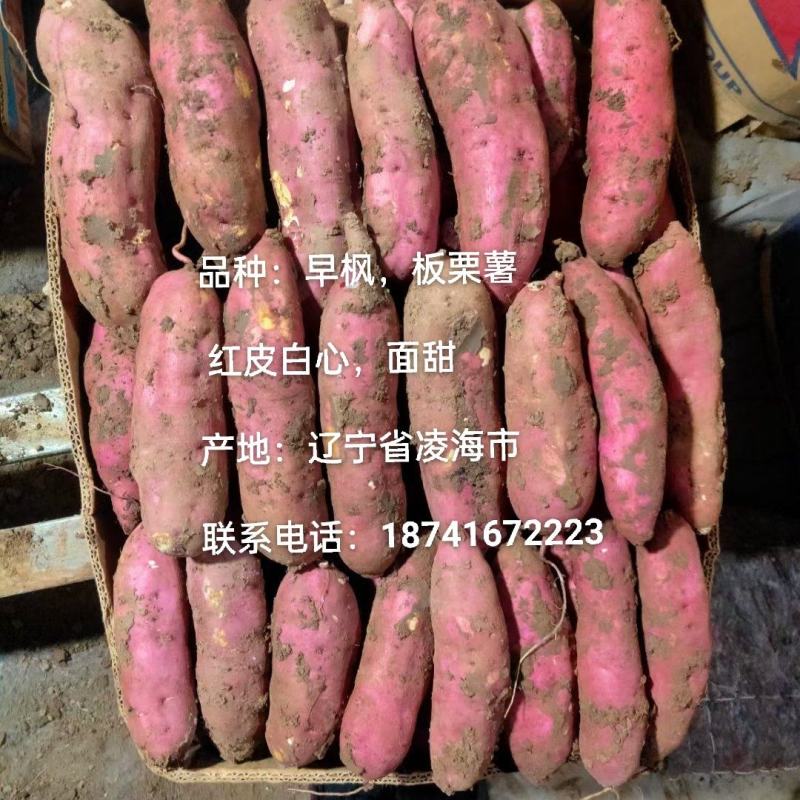 凌海市板栗薯