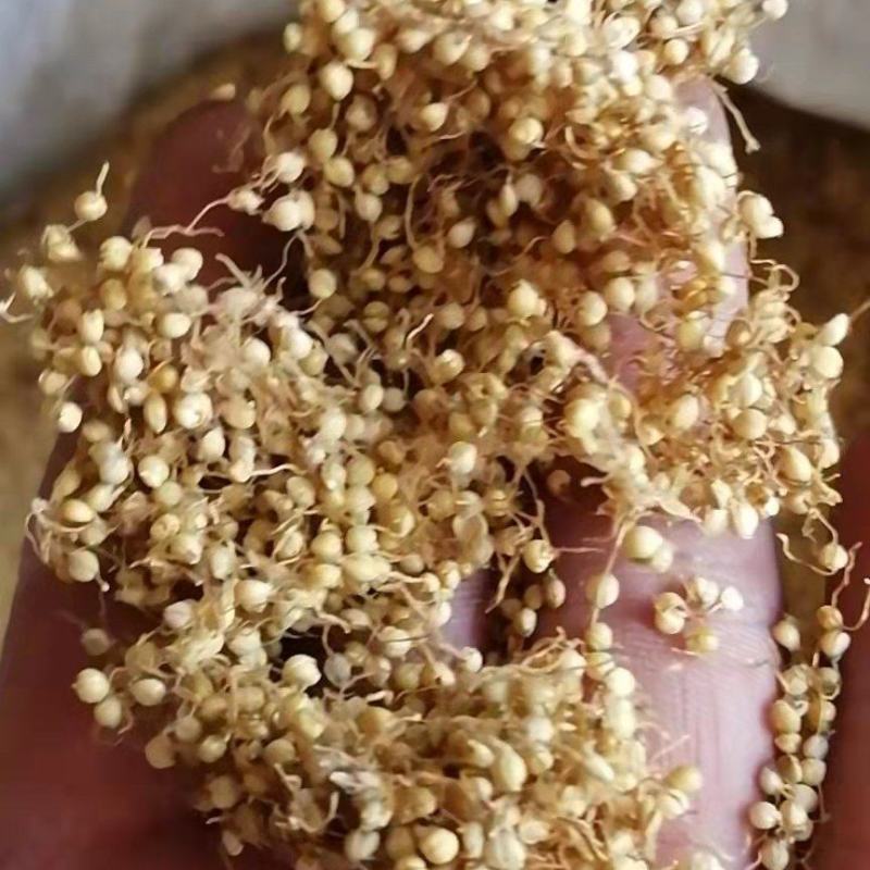 谷芽生谷芽全芽炒谷芽无添加无硫熏各种中药材