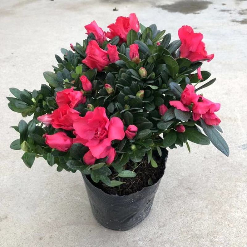 比利时杜鹃花苗西洋杜鹃盆栽四季开花映山红带花苞发货花