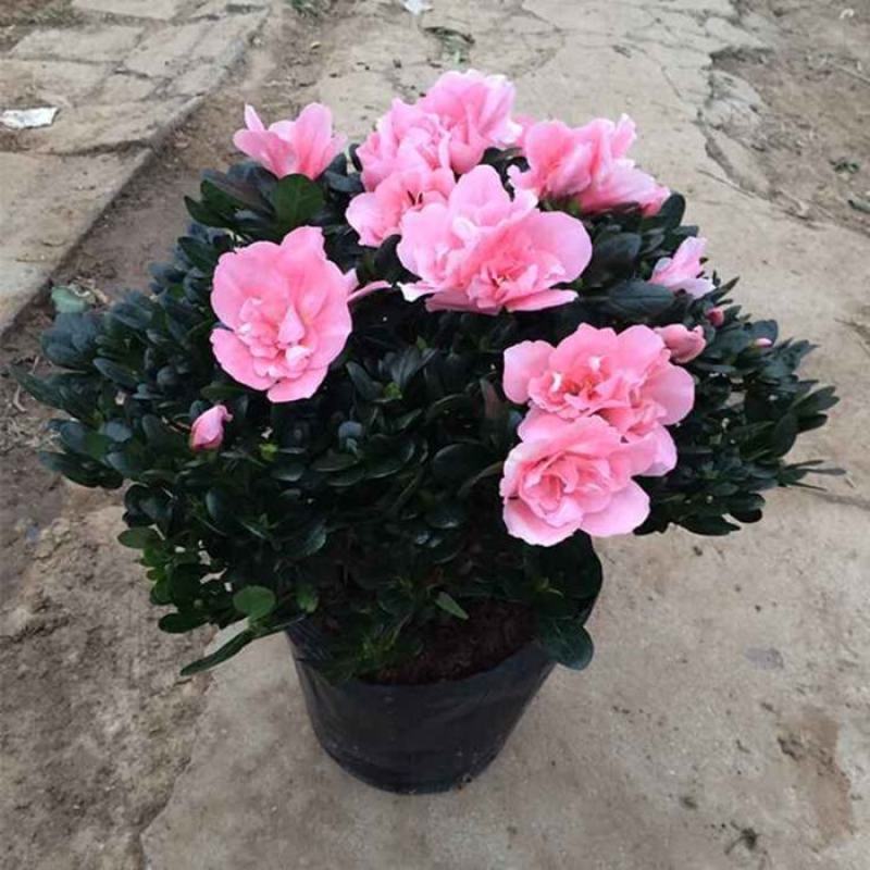 比利时杜鹃花苗西洋杜鹃盆栽四季开花映山红带花苞发货花