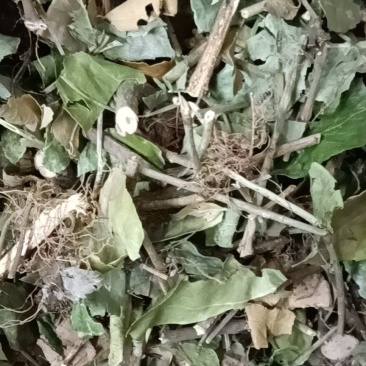 扶芳藤，产地直销，量大从优，野生药材