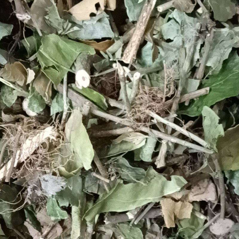 扶芳藤，产地直销，量大从优，野生药材