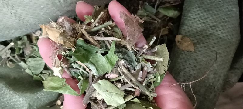 扶芳藤，产地直销，量大从优，野生药材