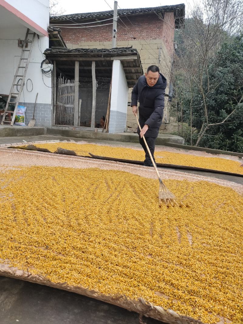 黄精尽仔仔，多花江型川黄精，四川江型不倒苗品种，
