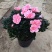 杜鹃花盆栽花卉植物室内花带苞大颗老桩四季开花植物好养易活