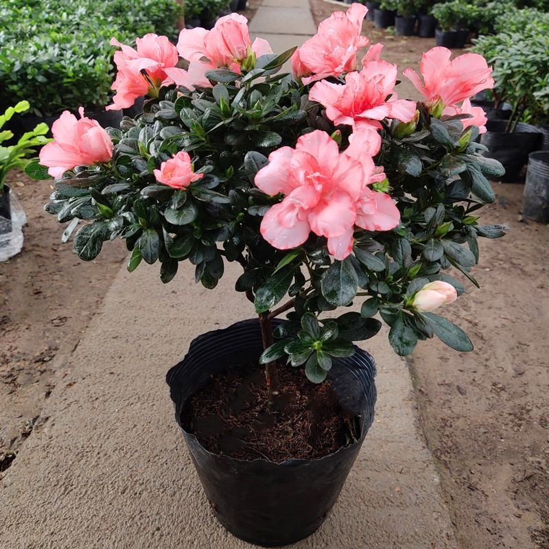 杜鹃花盆栽花卉植物室内花带苞大颗老桩四季开花植物好养易活