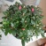 杜鹃花盆栽花卉植物室内花带苞大颗老桩四季开花植物好养易活