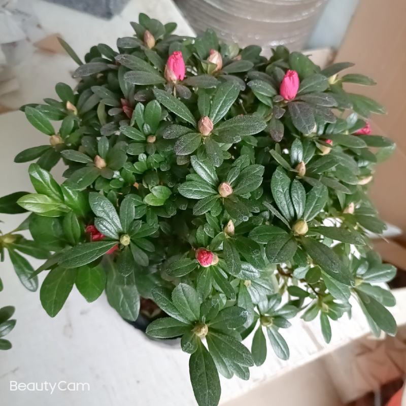 杜鹃花盆栽花卉植物室内花带苞大颗老桩四季开花植物好养易活