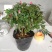 杜鹃花盆栽花卉植物室内花带苞大颗老桩四季开花植物好养易活