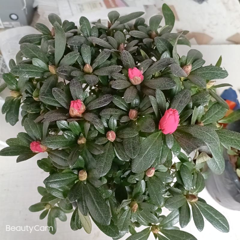 杜鹃花盆栽花卉植物室内花带苞大颗老桩四季开花植物好养易活