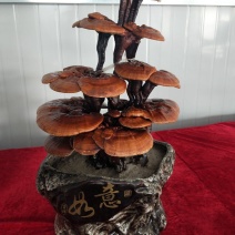 山西赤灵芝种植灵芝孢子粉工艺摆件，