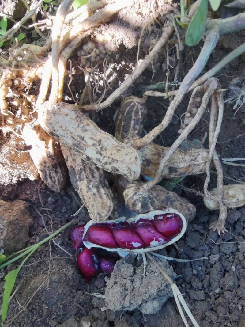 云南黑皮花生米七彩花生米一手货源货源充足可长期供应
