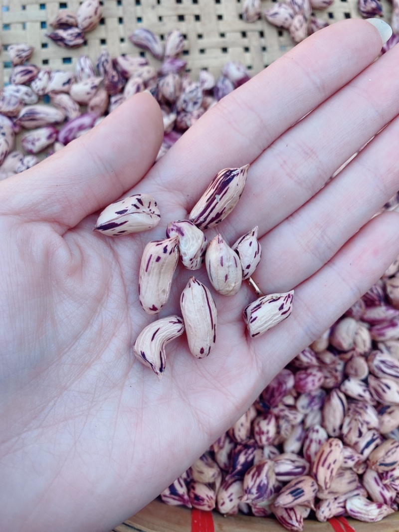 云南黑皮花生米七彩花生米一手货源货源充足可长期供应