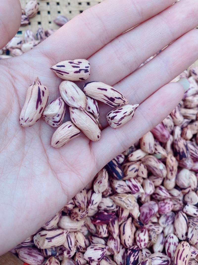 云南黑皮花生米七彩花生米一手货源货源充足可长期供应