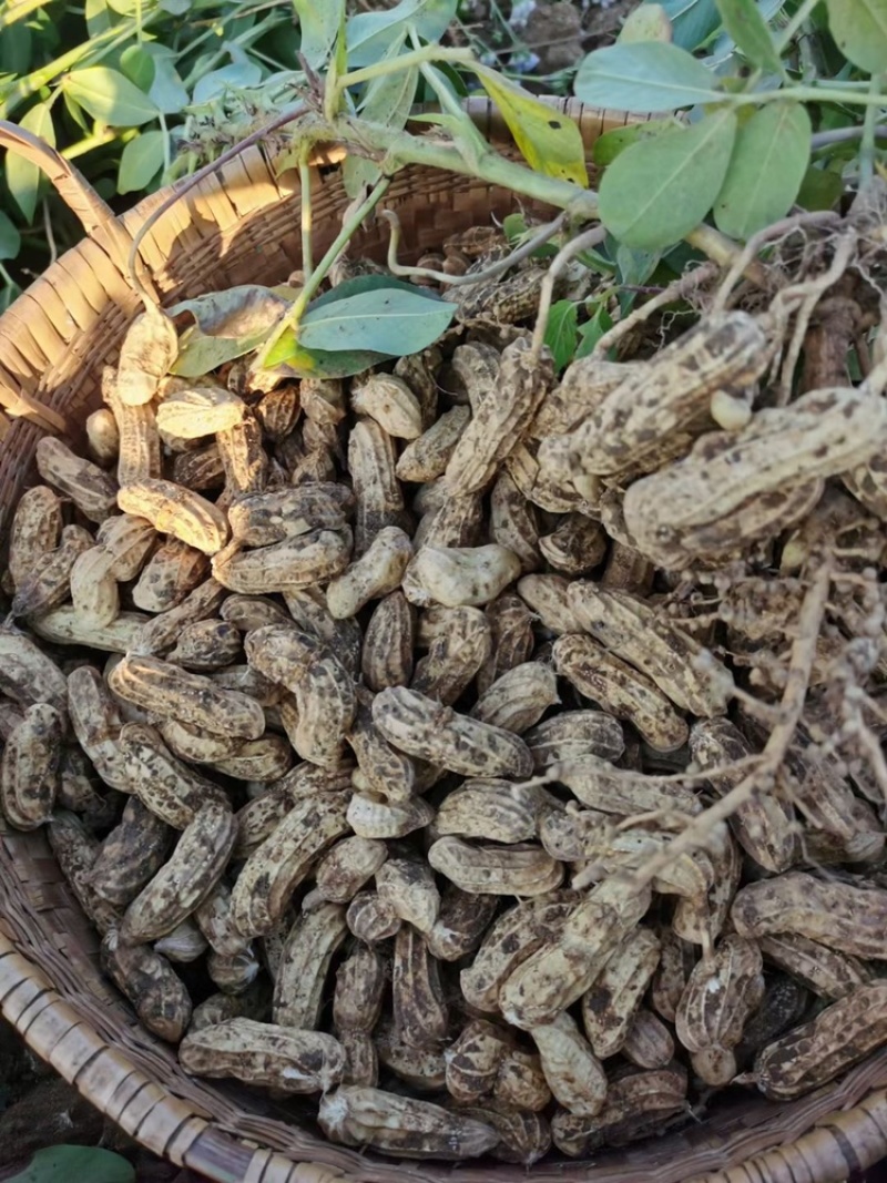 云南黑皮花生米七彩花生米一手货源货源充足可长期供应