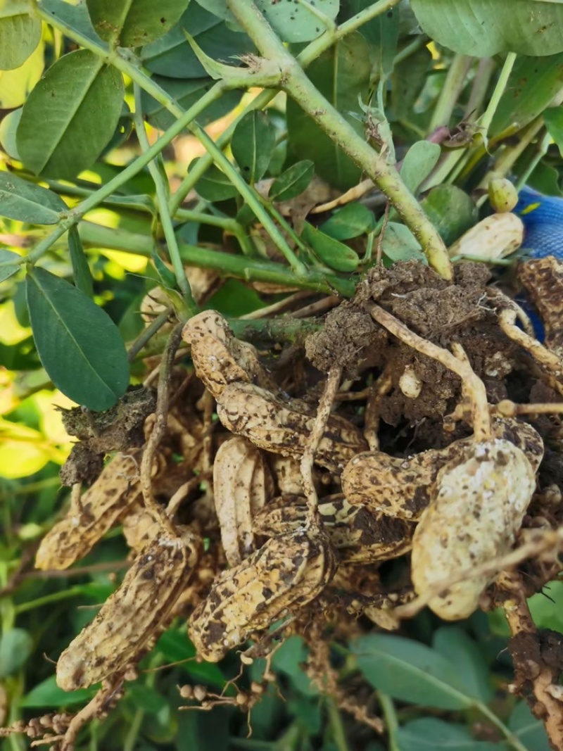 云南黑皮花生米七彩花生米一手货源货源充足可长期供应