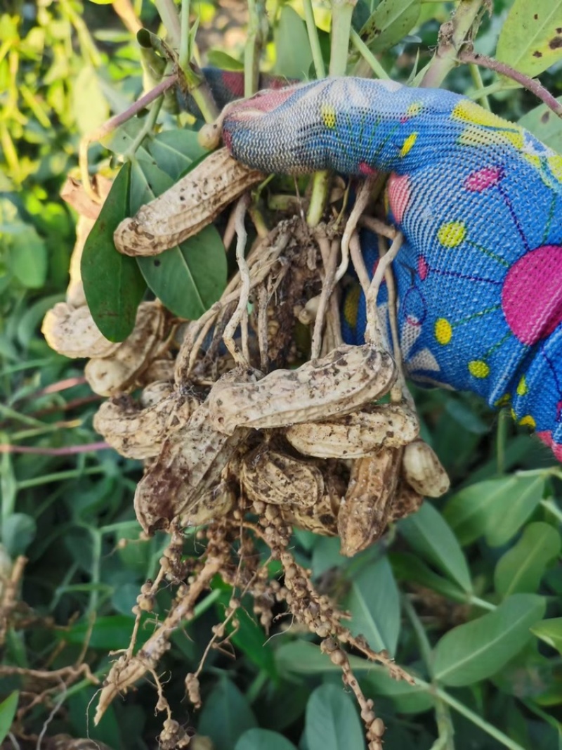 云南黑皮花生米七彩花生米一手货源货源充足可长期供应