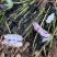 云南黑皮花生米七彩花生米一手货源货源充足可长期供应
